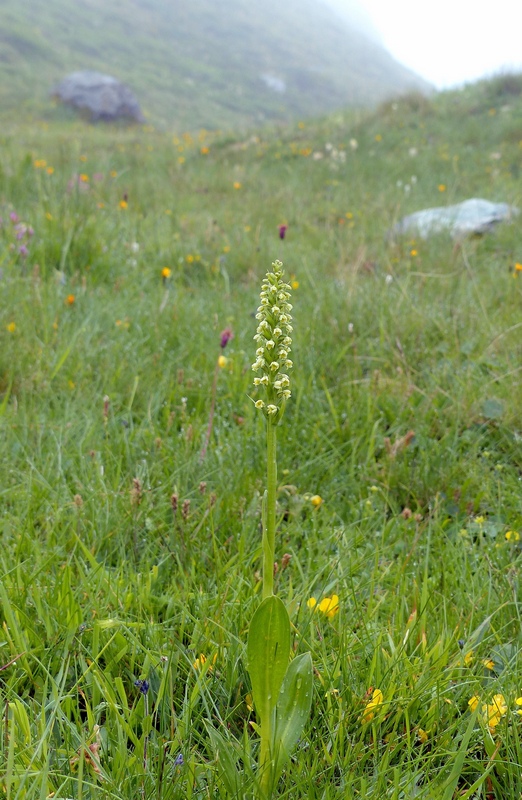 Nigritella cenisia e Nigritella rhellicani  Savoia francese   luglio 2023.